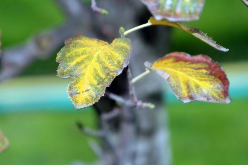 3 sorbus latifolia paris 10 nov 2012 225.jpg