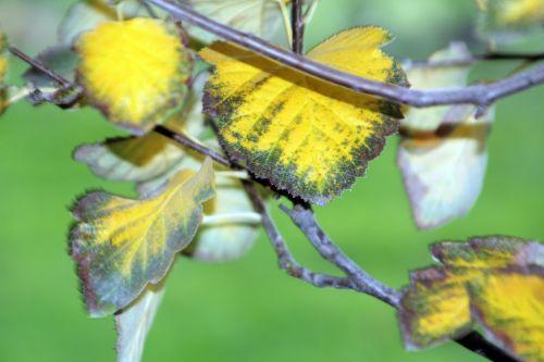 2 sorbus latifolia paris 10 nov 2012 226.jpg