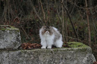 De l'eau de l'Ornain et des forges de Naix