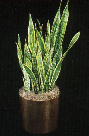 Chassez les mauvaises odeurs!