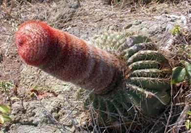 photo cactus forme pénis  humour sexy insolite