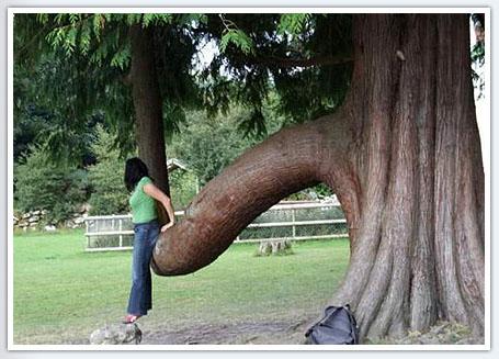 photo arbre forme pénis humour sexy insolite