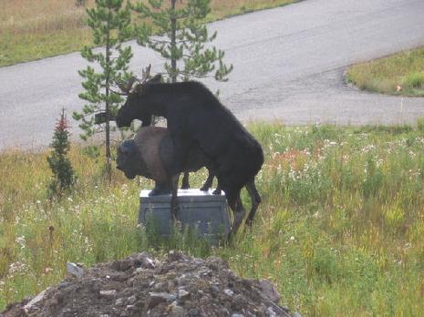 photo humour élan statue bison sexy insolite