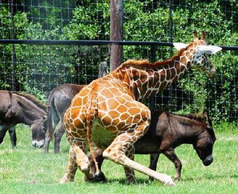 photo humour girafe âne copulation sexy insolite