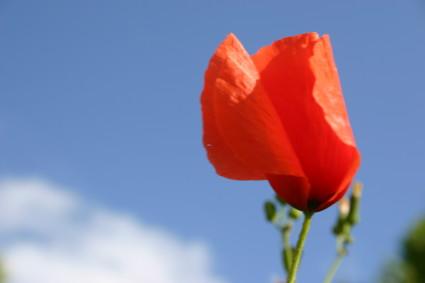 A la verticale de l’été