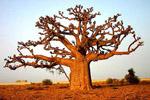 Baobab ekologeek