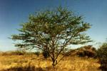 Acacia Sieberiana ekologeek