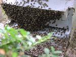 Attaqués par un essaim d'abeilles