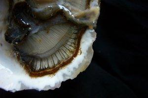 On a sauv&eacute; les souris mais toujours pas les huitres et le m&eacute;tier ostr&eacute;iculteur !