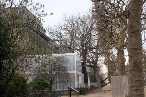 1 zelkova carp blog paris 24 déc 2012 pa 012.jpg