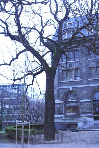 juglans nigra 1 paris 15 dec 122.jpg