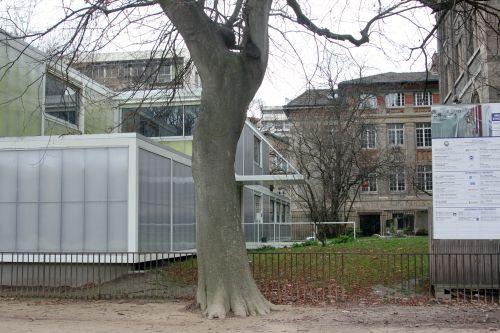 2 zelkova carp paris 24 déc 2012 023.jpg