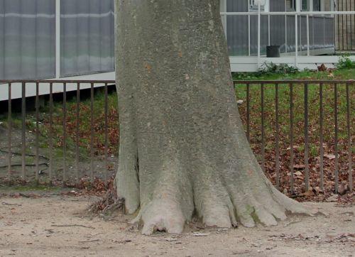 3 zelkova carp base paris 24 déc 2012 023.jpg