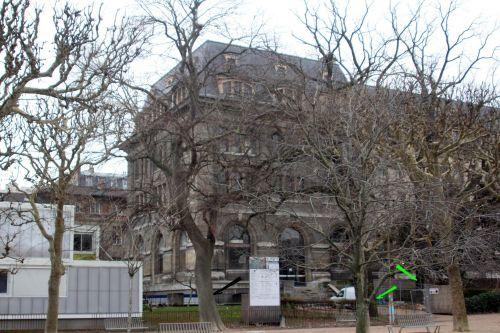 5 zelkova carp blog paris 24 déc 2012 pa 026.jpg