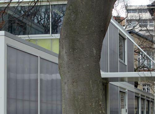 4 zelkova carp tronc paris 24 déc 2012 023.jpg