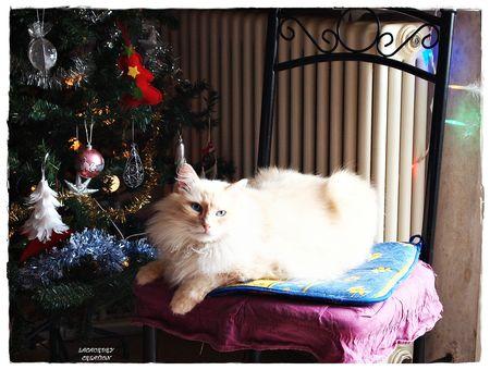 CACHOU 1 25 12 2012