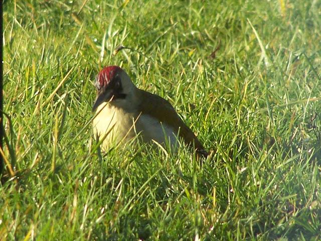 Le pivert, la baignade et Gribouille