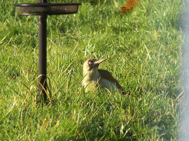 Le pivert, la baignade et Gribouille