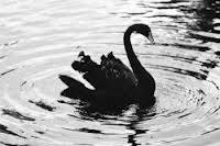 Mobile paiement : black swan predictions 2013
