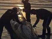 baleine mètres s’échoue plage York