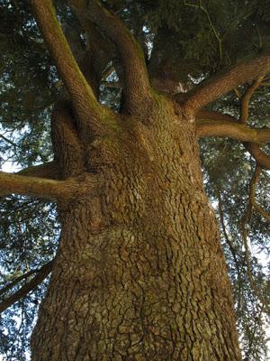 La majesté du Cèdre