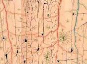 Neurosciences Beautés nature… tous niveaux cerveau
