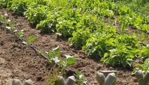 Potager en janvier Hortik