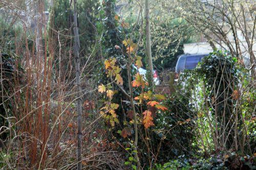 v1 hydrangea quercifolia 27 déc 2012 001.jpg