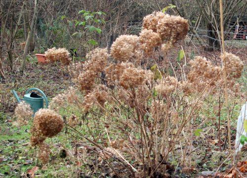 w1 annabelle romi 4 déc 2012 001 (2).jpg