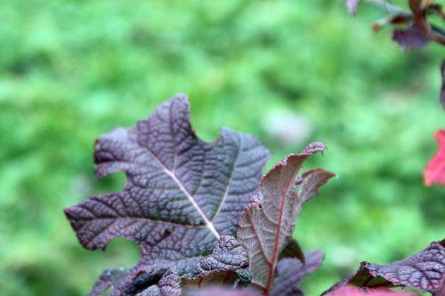 8 hydrangea quercifolia paris 24 déc 2012 085.jpg