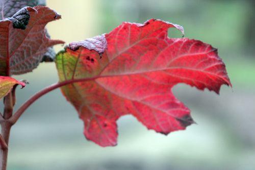 6 hydrangea quercifolia paris 24 déc 2012 077 (4).jpg