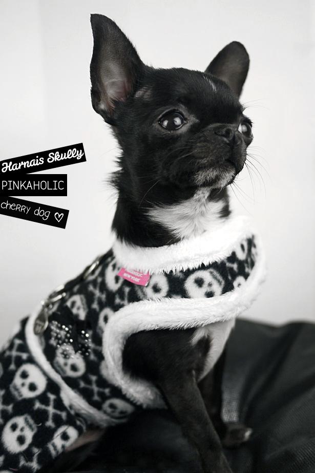 Le harnais Pinkaholic, modèle Skully Flirt pour chiens