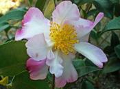 Calendrier lunaire Janvier 2013