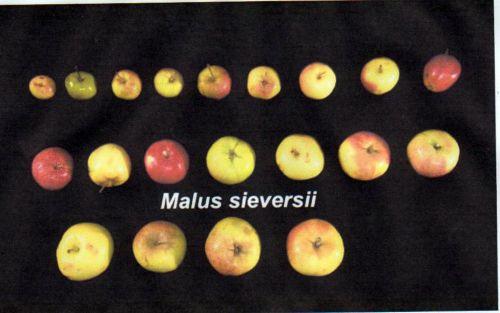 malus sieversii 27 déc 2012.jpg