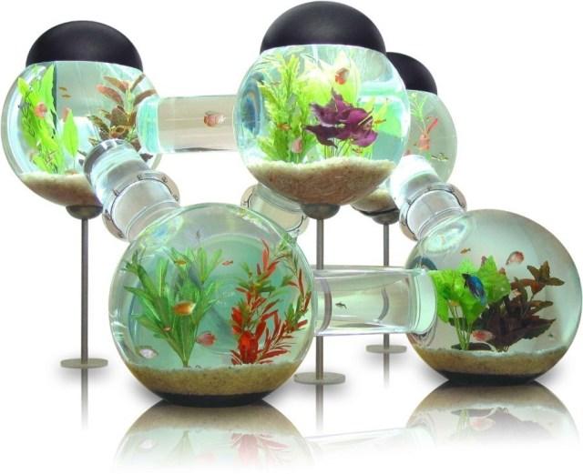 Design : Labyrinthe, aquarium