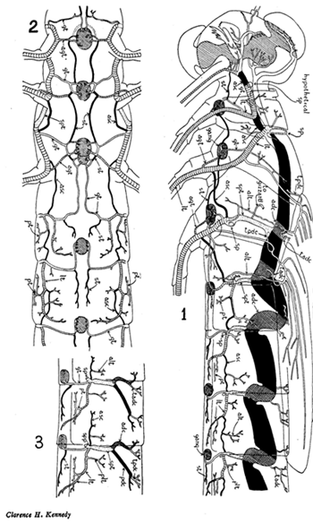 Système respiratoire trachéen d'une leste