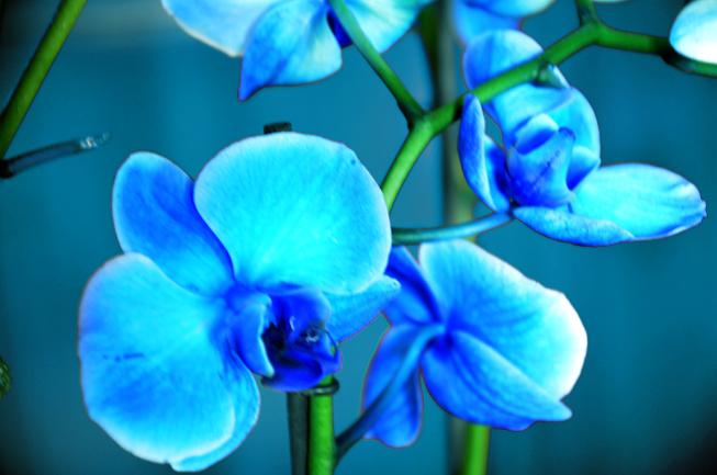 Les-orchidees-de-couleur-bleues.jpg
