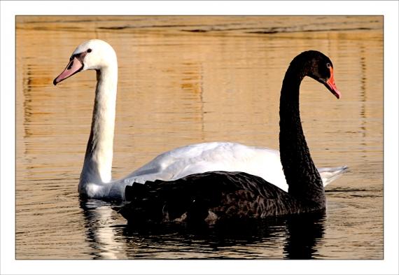 Jardins de la Fontaine, Nîmes, Parcs, Jardins publics, cygnes noirs, Languedoc