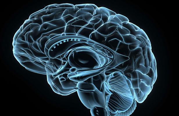 Image 3-D d'un cerveau humain
