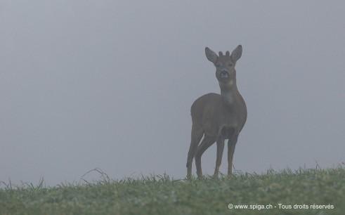 Brocard dans la brume hivernale...