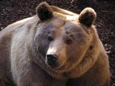 L’ours et la bouilloire L’ours et la bouilloire