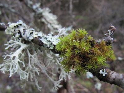 Mousses et lichens