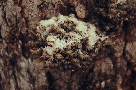 montagne-savoie-revard-ski-neige-ciel-beau-temps-photo-trou-arbre-bois-flocons