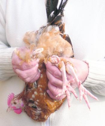 Le poulet à 4 pattes sera certainement une célébrité locale./Photo DDM, Emmanuel Vaksmann ()