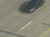 famille canards traverse l’autoroute