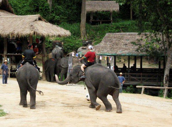 Thaïlande éléphant foot