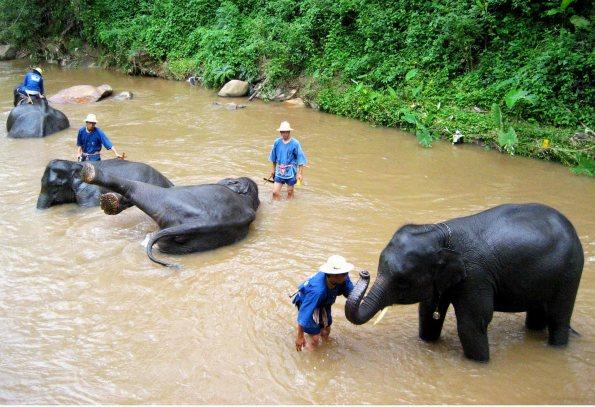 Thaïlande éléphant rivière