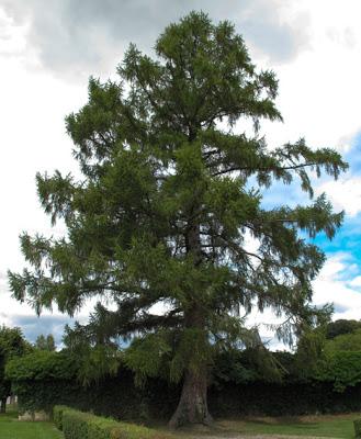 Un Mélèze en habit d'été