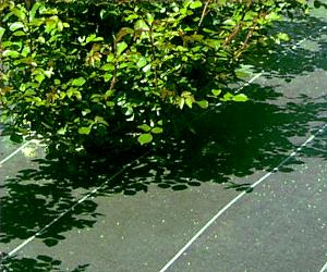 la toile de paillage tue le sol