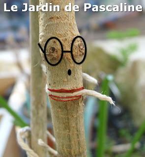 Arbuste sur tige : attention aux liens !